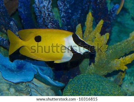 Yellow, black, and white tropical fish
