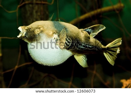 Famous fugu fish (globe-fish), Japan