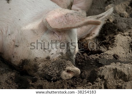 Pig sleeping happily in the mud
