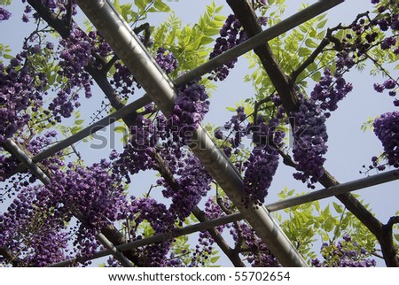 Floral background of purple wisteria