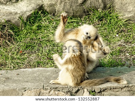 Baby Golden Monkeys have fun in Shanghai Wild Animal Park, China.