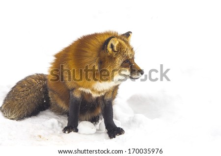 Red japanese fox in winter