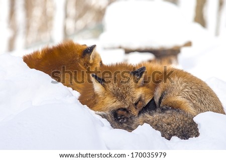 Red japanese foxes in winter