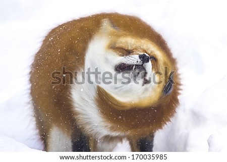 Red japanese fox shaking snow off in blur movement