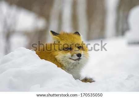 Red japanese fox in winter forest