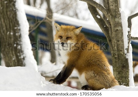 Red japanese fox siting on the snow