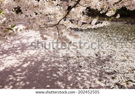 Cherry blossom petals on the water surface