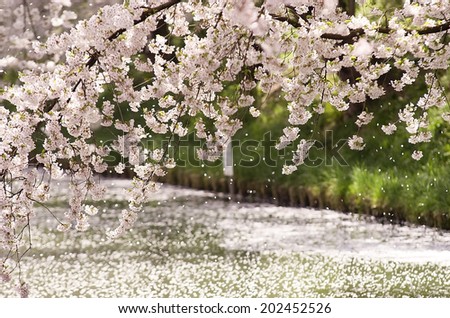 Cherry blossom petals on the water surface