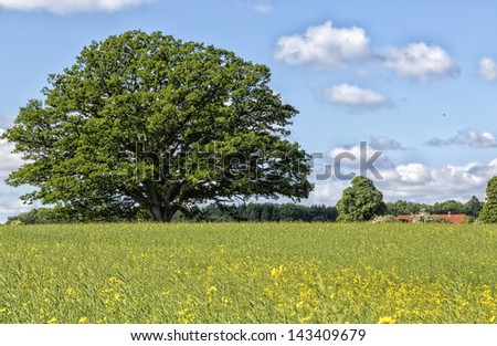 Solitary Oak tree in a field outside Copenhagen, Denmark