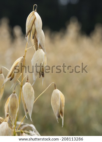 Close up of golden oat plants