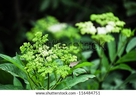 Small green and white blooming flowers surrounded by long green leaves