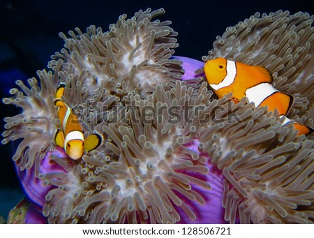 Two Clown fish also known as Clown Anemonefish swim in the midst of the sea anemone tentacles
