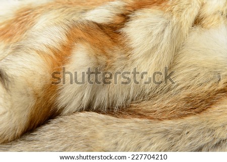 Fox fur texture