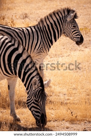 Similar – Foto Bild Zwei Giraffen im Etoscha-Nationalpark, Namibia