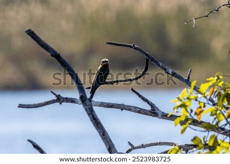 Similar – Image, Stock Photo dead bee in front of white background