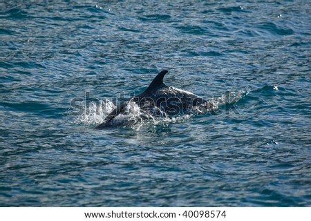 Dolphin diving on the Na Pali coast of Kauai