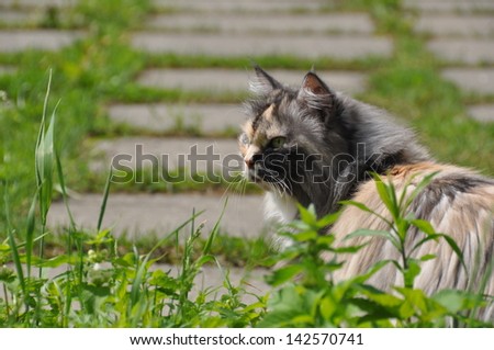 Beautiful fat cat sitting on the green grass. Profile