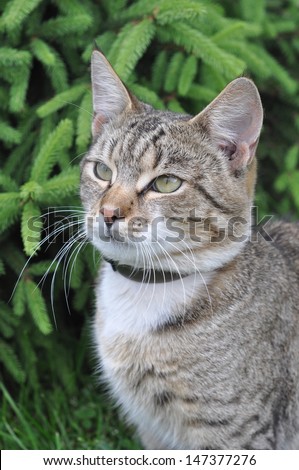 Portrait of big tabby cat with collar of fleas.  Adult gray tabby cat is uotdoor.