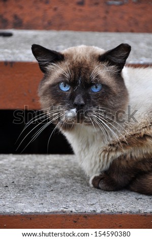Siamese cat with blue eyes lying on the steps outside the house.