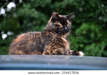 Portrait of an adult spotted multicolor cats. A cat sits on top of a car.