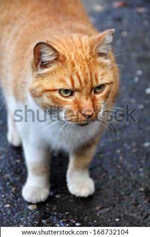 Fat cat walking on the paved road.