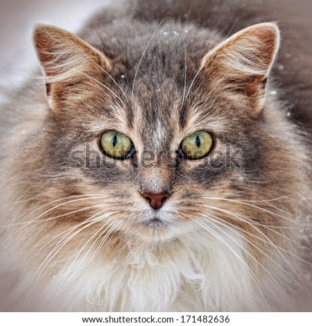 Smart face of fluffy big cat wit yellow eyes.