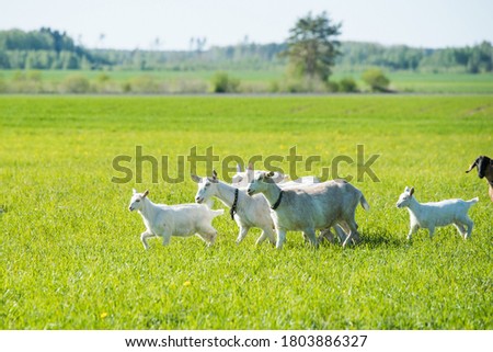 Similar – Image, Stock Photo Young goat Goats Animal