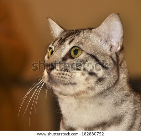 A cute Egyptian Mau breed cat with green eyes, they are one of the few naturally spotted breeds of domesticated cat. The spots of the Mau occur on only the tips of the hairs of their coat.