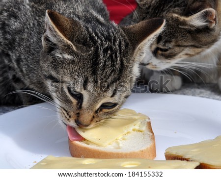 Cats eat white bread on the table