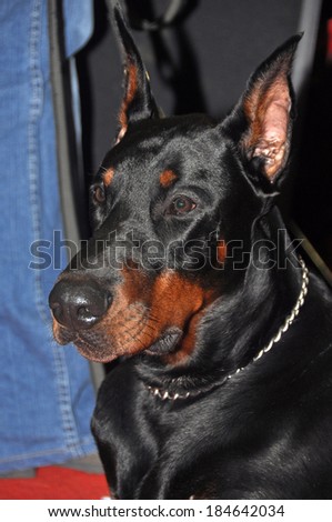 Doberman Pinschers are the breed is well known as an intelligent, alert, and loyal companion dog. Although once commonly used as guard dogs or police dogs, this is less common today.