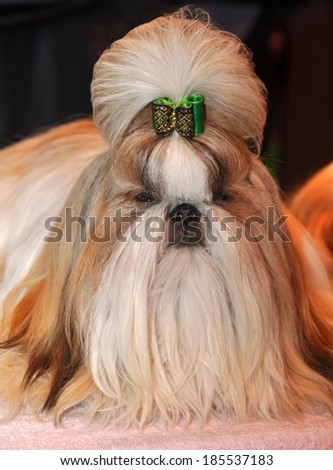 Dog of breed shih-tzu. A shih tzu  is a toy dog breed with long silky hair. The breed originated in China. The Shih Tzu is a small toy dog with a short muzzle and large dark eyes.