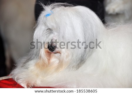 The Maltese is a small breed of dog in the Toy Group. It descends from dogs originating in the Central Mediterranean Area. The coat is long and silky and lacks an undercoat.