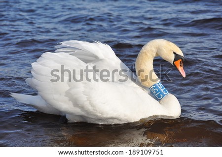 White Swan swimming at sea. Swans, genus Cygnus, are birds of the family Anatidae, which also includes geese and ducks.The Northern Hemisphere species of swan have pure white plumage.