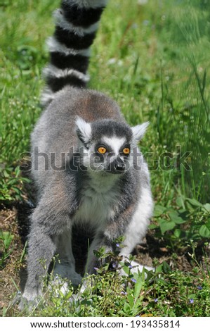 Ring-tailed lemur is instantly recognisable due to its long, bushy, black-and-white ringed tail.