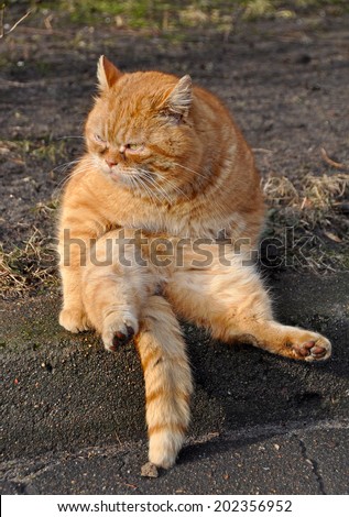 Funny cat sitting on his back. Similar to Garfield