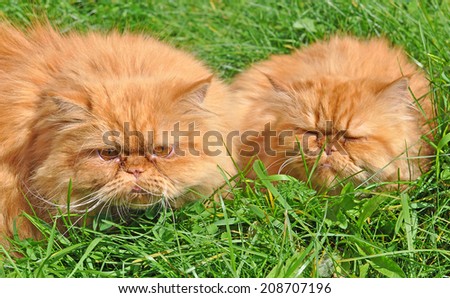 Two funny red cats lying in the green grass