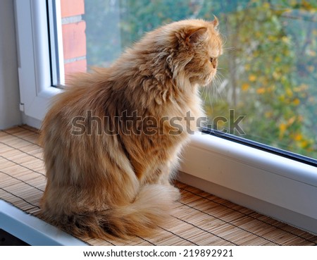 Red cat sitting on the windowsill