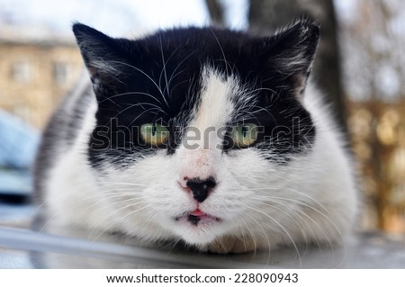funny black and white cat on the roof of the car