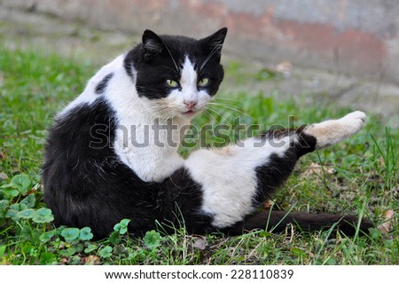 cat licking its fur in the grass, cleaning, washing