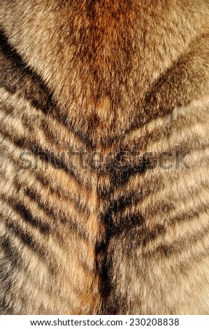 wolf fur Wolf fur texture for background