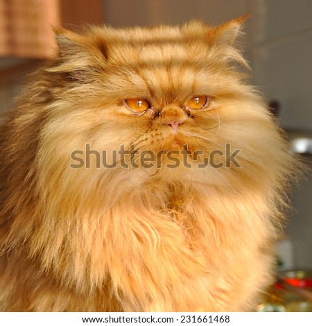 huge fat cat Persian