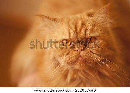Red angry beautiful Persian cat on an orange background. Garfield
