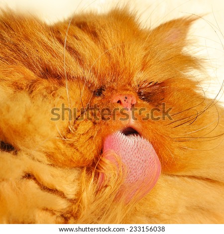 Cute red Persian cat portrait with big orange eyes. Cat licking paw washes