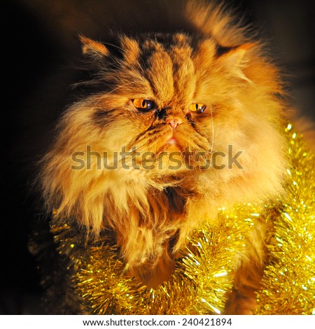 funny fat cat in Christmas garland