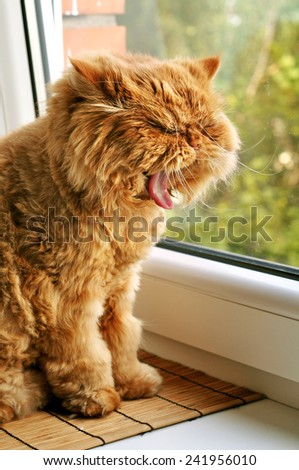 Funny cat yawns. Red cat sitting on the windowsill, looking out the window.