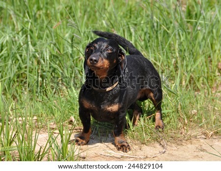 dog barks. Dachshund stands on a green background on the grass. Color fees is tan.