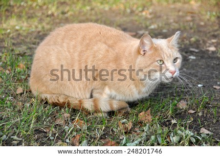 red cat, sand color