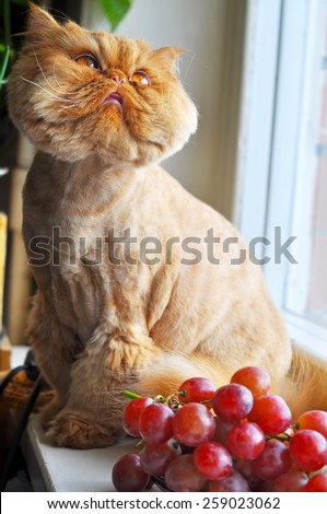 cat Persian breed grooming.\
Cat and grapes