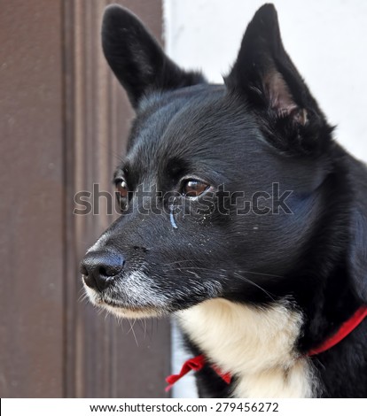 dog crying. Sad dog is sitting on the porch with tears in his eyes and waiting for his owner.