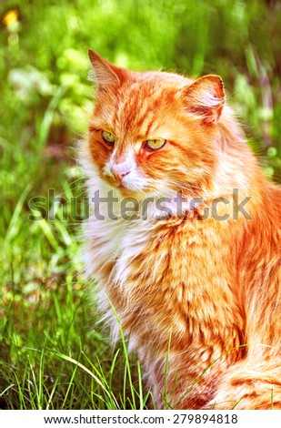 red color cat outdoor in green background of grass